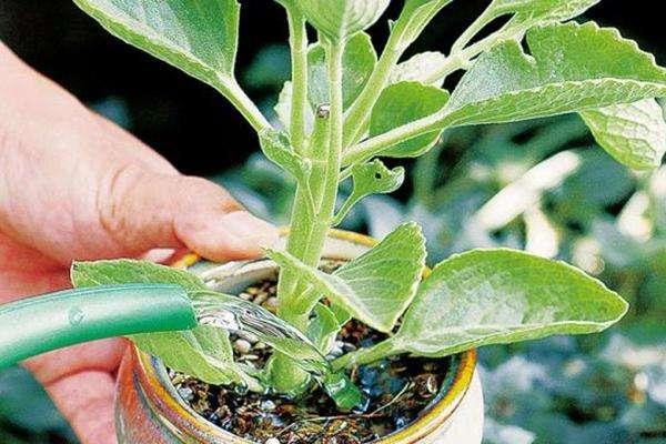 养花如何防止黄叶烂根,养花黄叶的解决方法