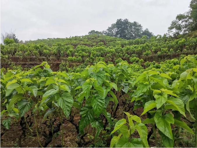 蚕桑产业带动农户增收模式,高沟发展蚕桑产业