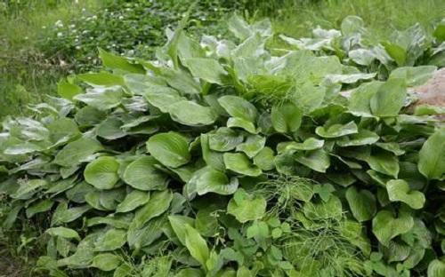 农村常见的一种野草,农村常见的一种野草竟然可以吃