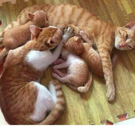 家中金毛生了一窝狗崽,每次喂奶都寸步难行,真是一个头两个大