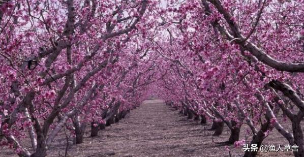 桃子成熟了怎么管理,桃子个头长小怎么办