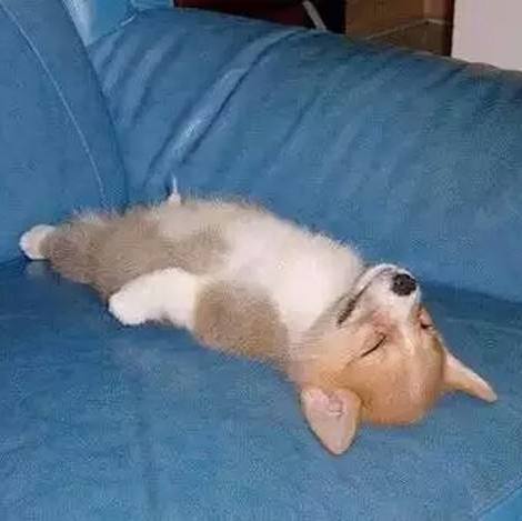 养狗后幸福感为什么爆棚,狗子绝育全过程