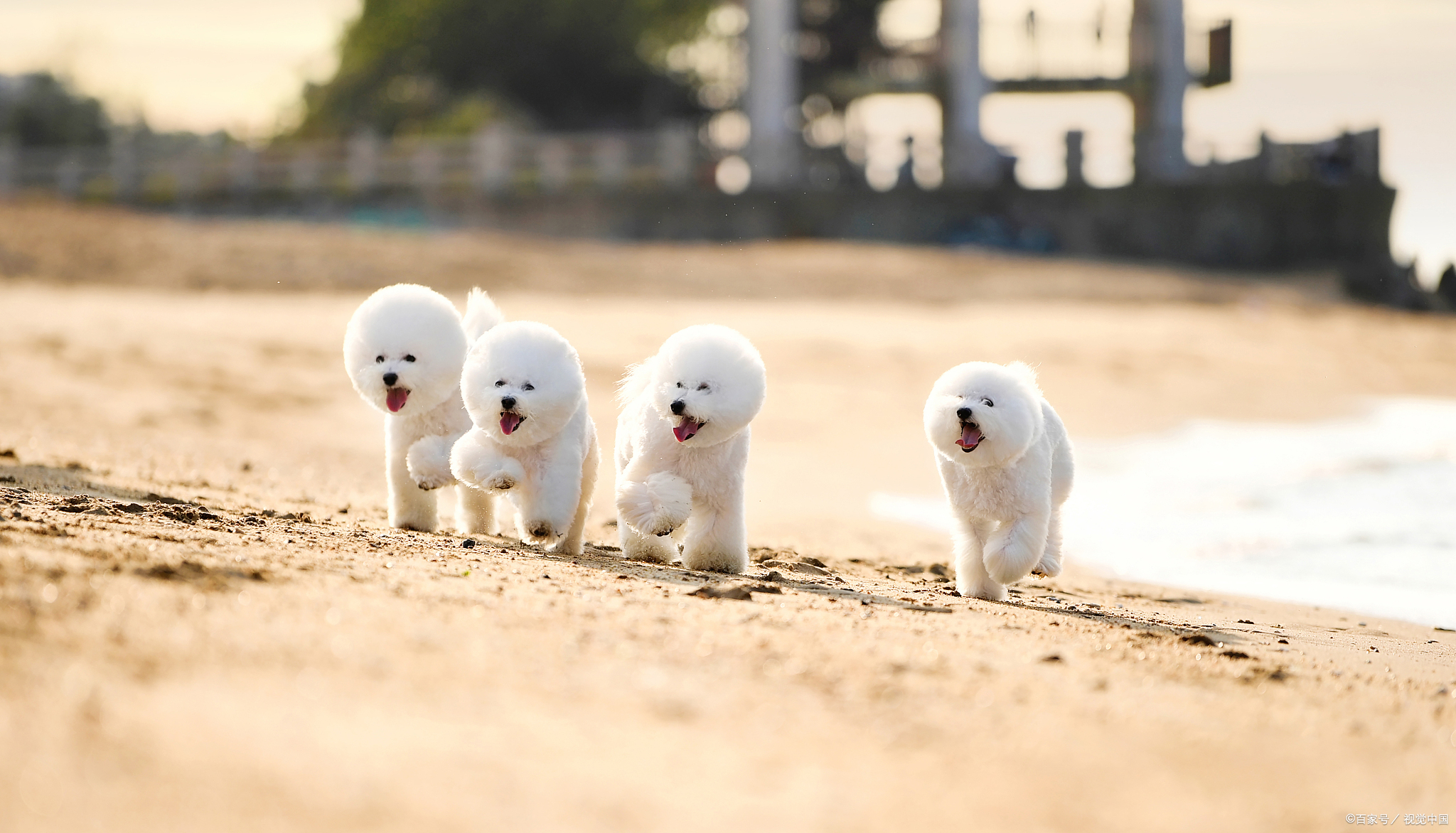 比熊别养比熊6大原因告诉你,比熊好养吗比熊优缺点有哪些