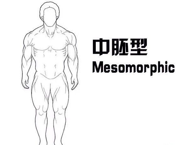 内胚中胚外胚怎么区别,外胚中胚内胚哪个好看