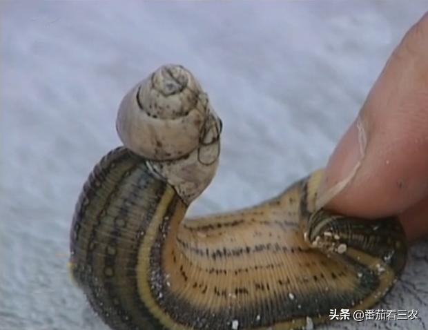 莲藕龙虾混养技术视频,藕蛭共养