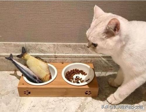 猫咪为什么超爱吃甜食呢,猫咪为什么爱吃肉