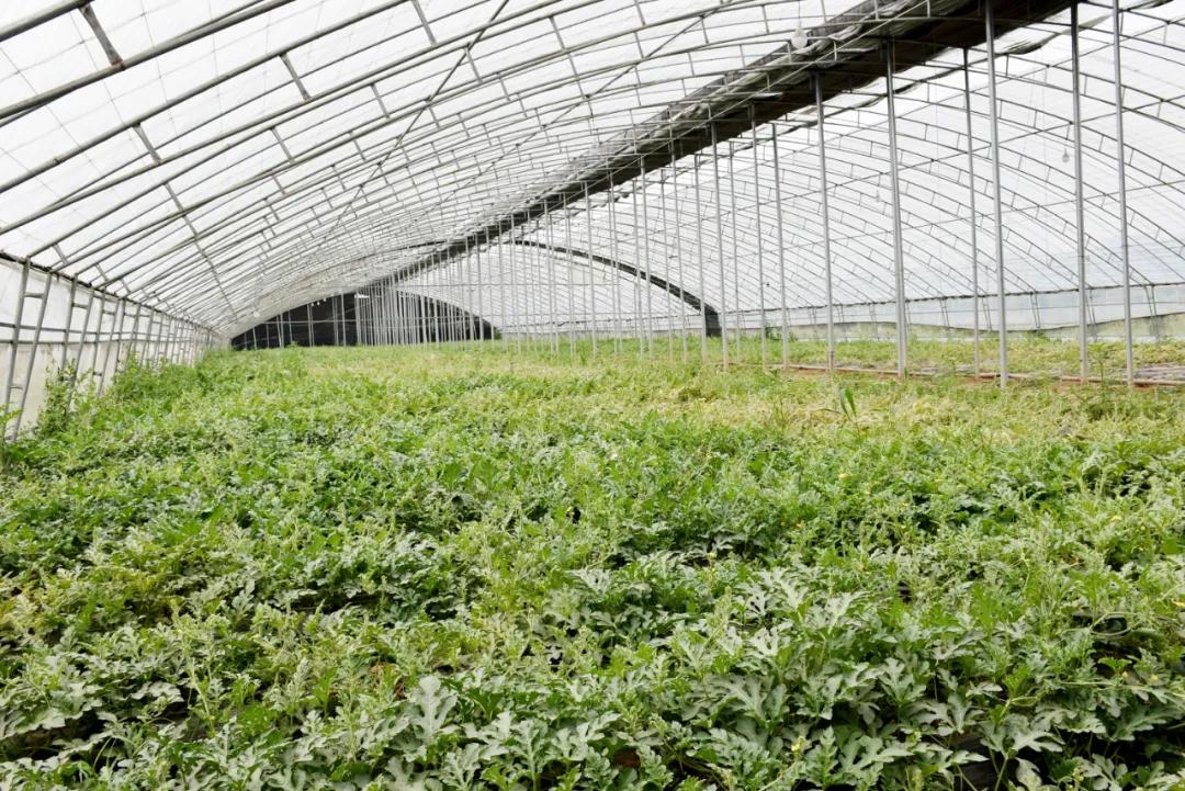 武安市绿色田园现代农业示范园区,武安绿色田园现代农业