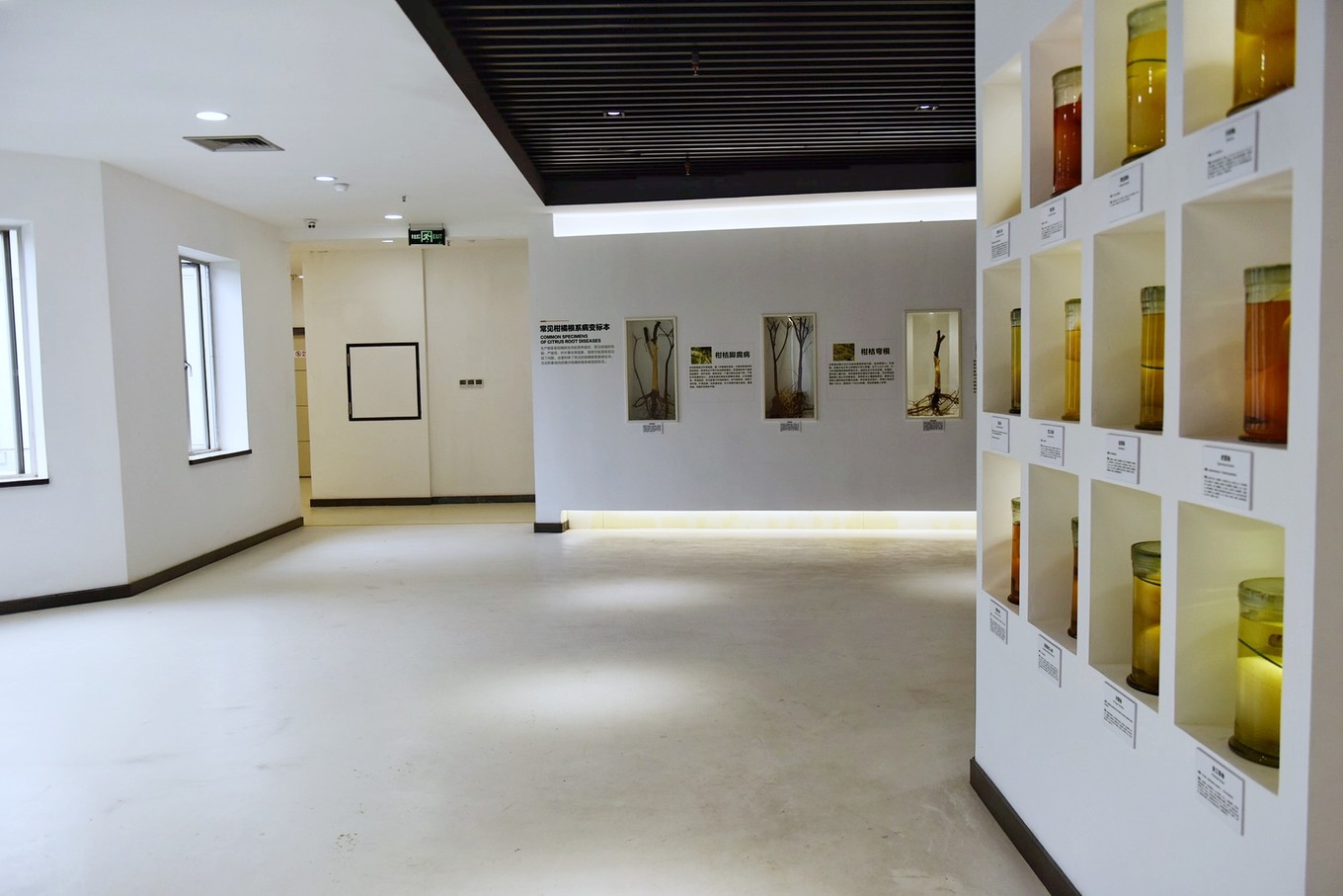 重庆市忠县柑橘园,柑橘之乡忠县