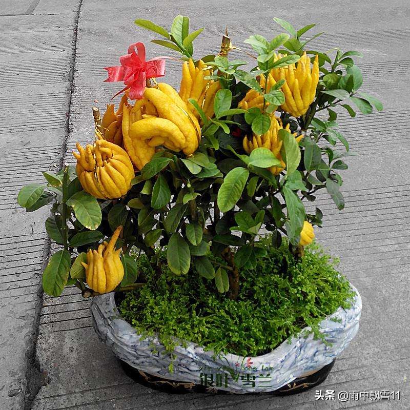 佛手什么时间开花挂果,佛手挂果的养殖方法