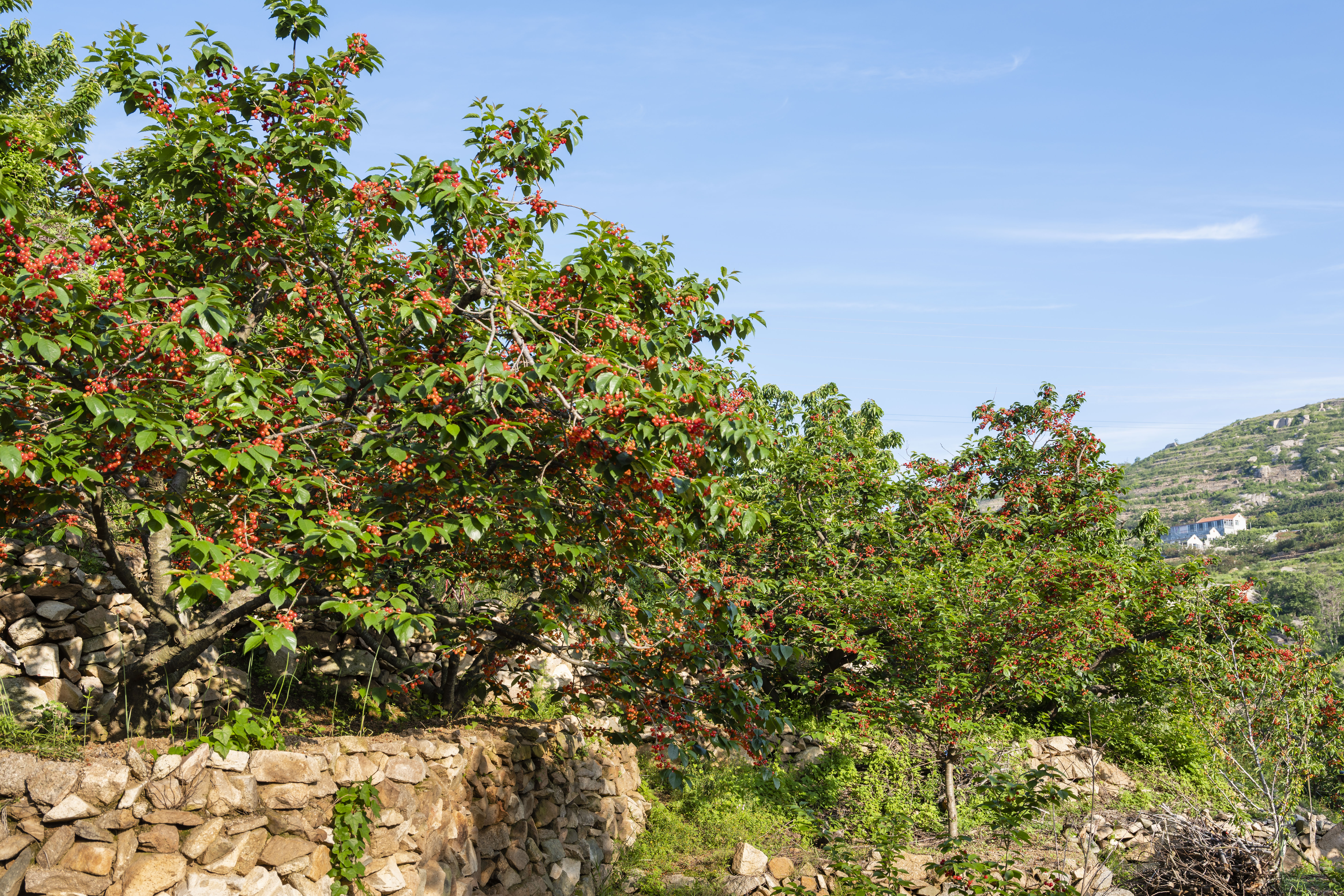 小樱桃缩果病,小樱桃的病后来是怎么治疗好的
