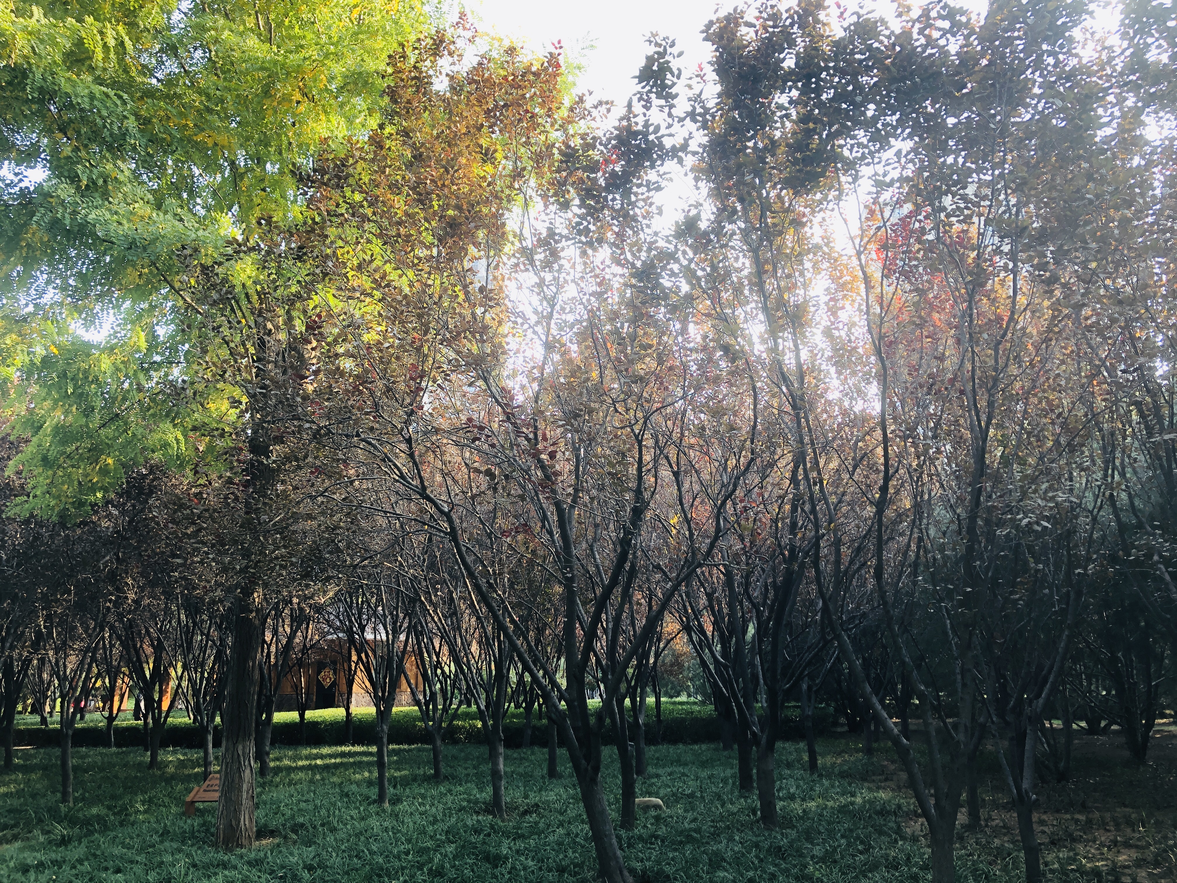 雨后的济南森林公园美景让人陶醉,济南森林公园美成“童话”