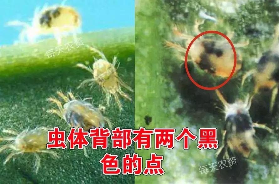 螨类害虫什么时候发生,螨类害虫有哪些特征