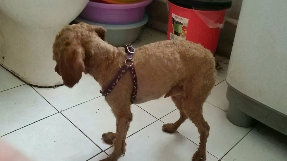 贵宾犬太挑食了很瘦怎么办,贵宾犬怎么才能吃胖