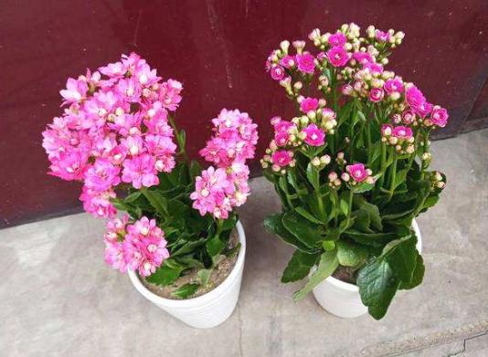 小盆养大花大盆养死花,小盆养大花大盆养死花什么意思