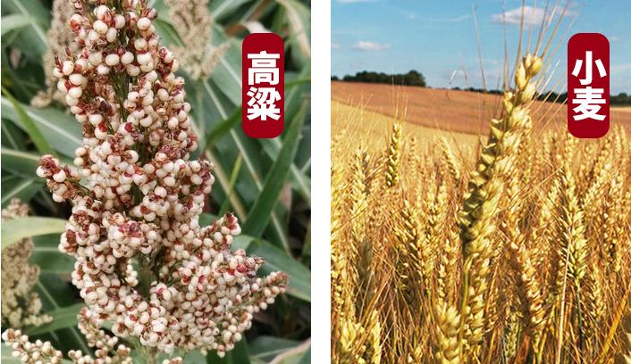 河北白瓶酒号称茅台,河北小白酒