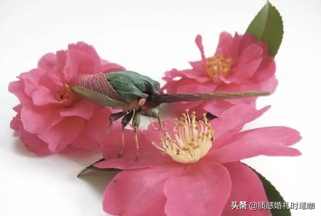 蝗虫算是物种入侵吗,蝗虫是圣甲虫吗