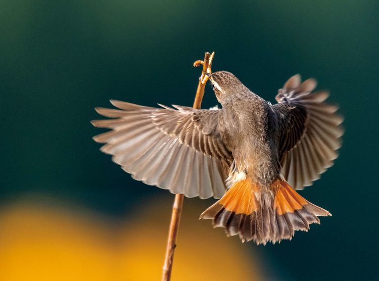 情人岛拍摄地点,情人岛航拍视频