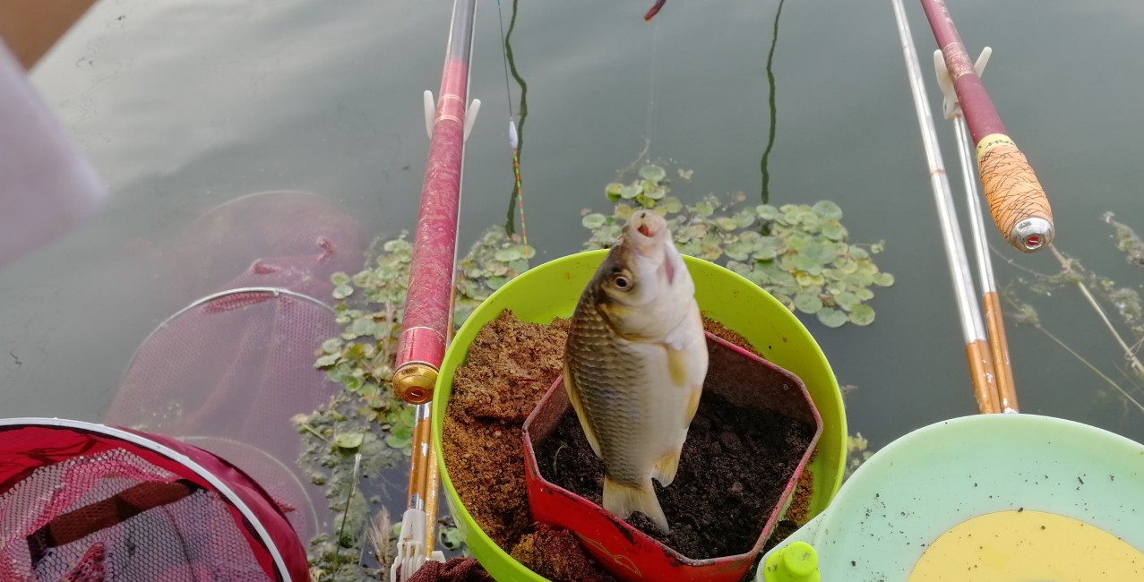 手竿钓鲢鳙钓浮怎么调漂详细过程,鲫鱼钓底还是钓浮怎么调漂
