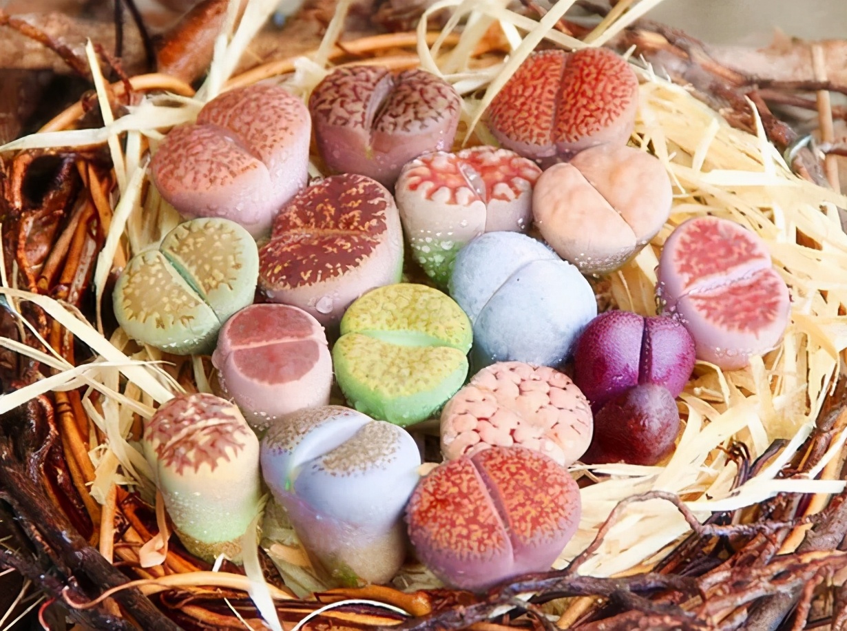 珍品生石花,绿宝石类生石花