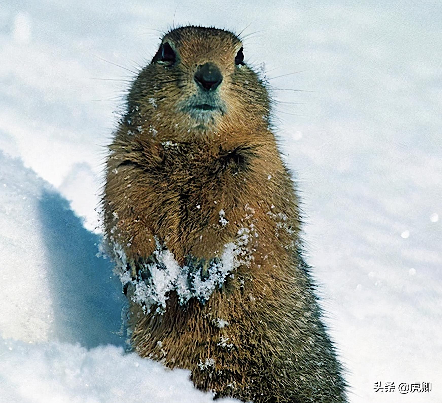最小食肉动物伶鼬重3两,年灭鼠3500只,何不用来防治澳洲鼠灾?
