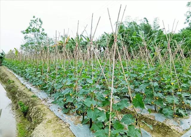 黄瓜长势弱怎么补救,黄瓜停滞生长的原因及如何化解