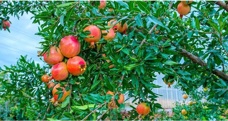 种植石榴树要什么时候种,石榴种植园种石榴树的正确方法