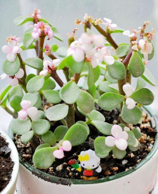 金枝玉叶怎么养能变成老桩,金枝玉叶叶片小好还是大好