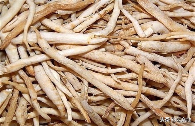 冬季适合种植什么中药材,北方适合种植好管理的药材有哪些