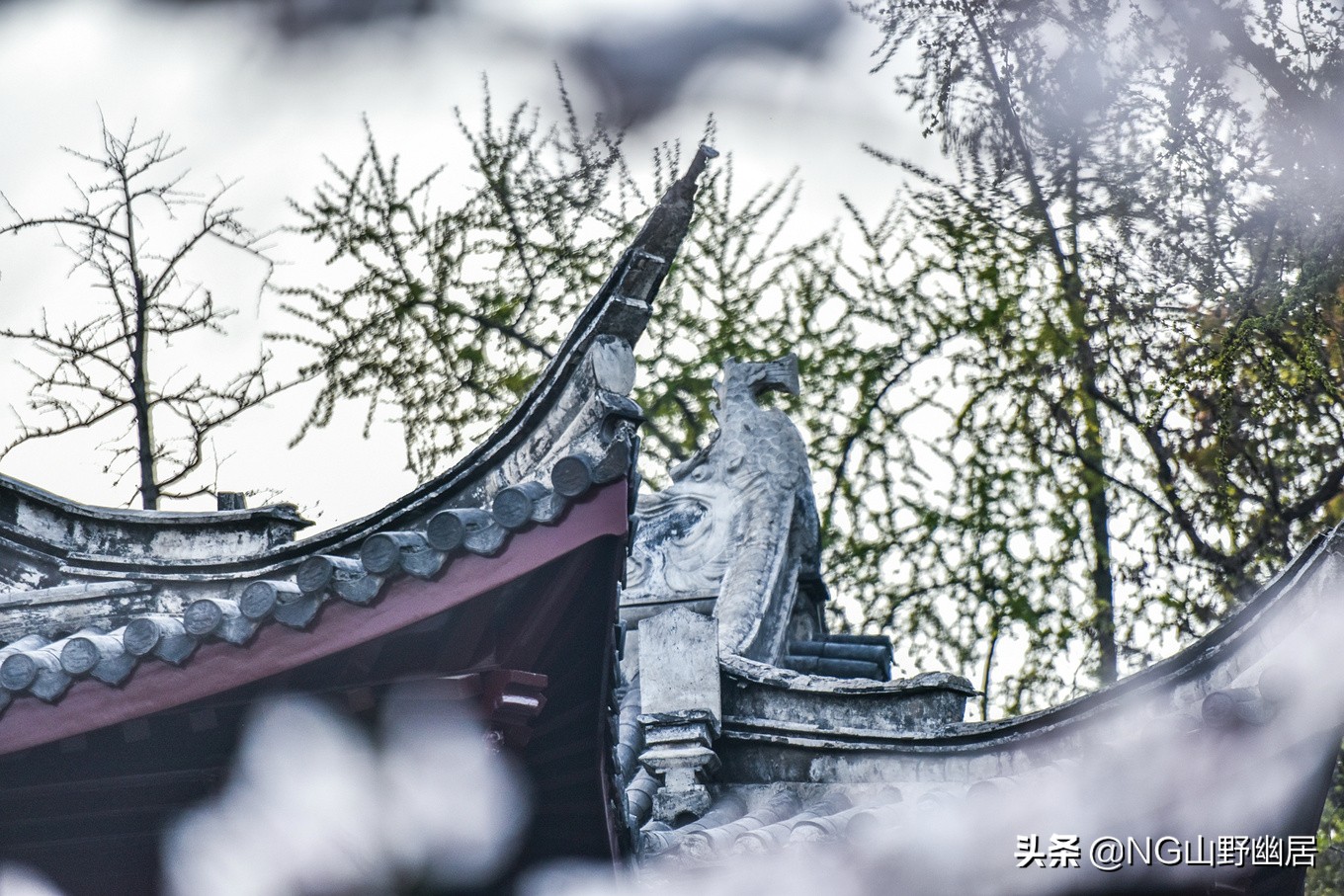 最美南京鸡鸣寺,春天南京鸡鸣寺樱花