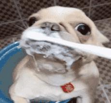 养猫狗常备药,宠物猫狗常用药