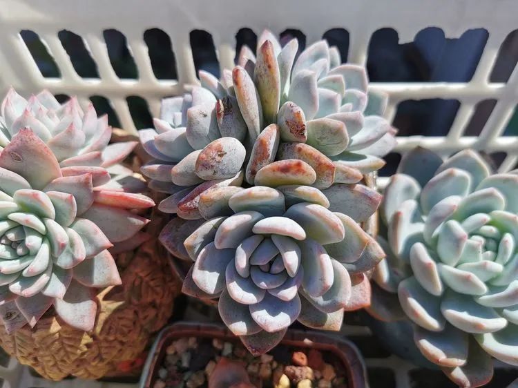 我和多肉,我与多肉