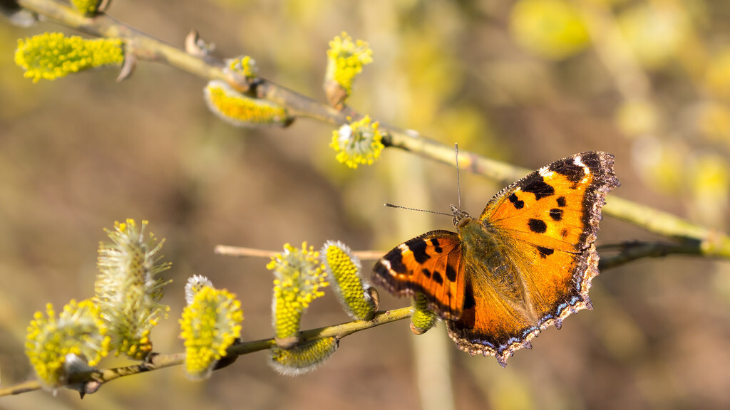 关于蝴蝶三首古诗,三首描写蝴蝶的古诗