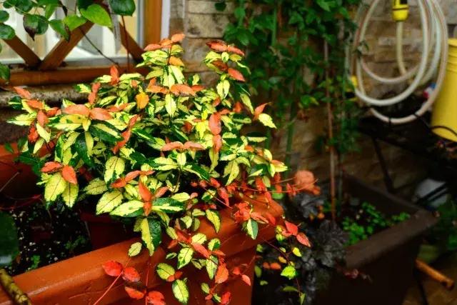 家庭棒棒糖花束制作教程,家庭园艺的制作方法