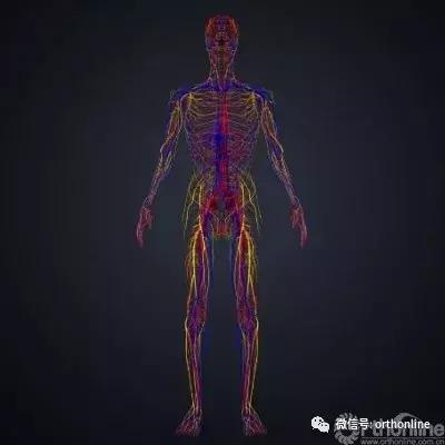 血管源性软组织肿瘤,神经源性梭形细胞软组织肿瘤