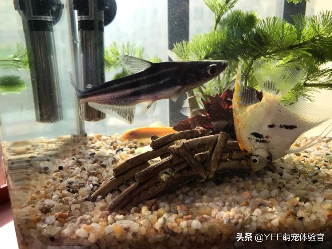 养淡水蓝鲨,养蓝鲨观赏鱼有什么讲究