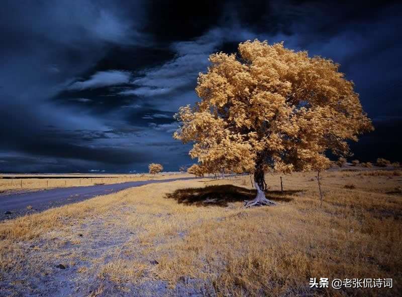 物是人非事事休是李清照的哪首词,李清照励志语录物是人非事事休