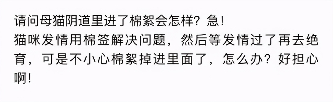 猫咪子宫蓄脓用地米能治好吗,胆小慎入猫咪