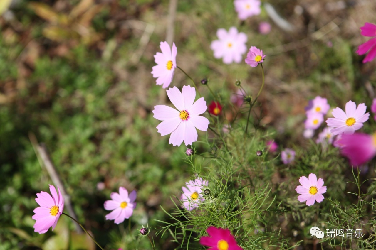 伊豆的舞女为什么是经典,伊豆的舞女中舞女的形象