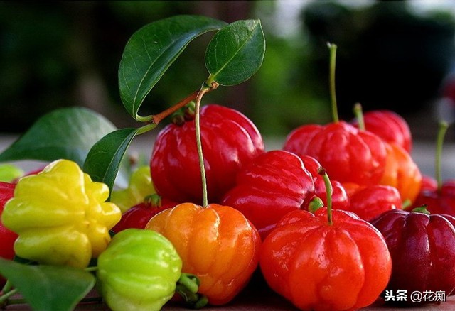 南红嘉宝果盆栽,一年四季都能吃的水果盆栽