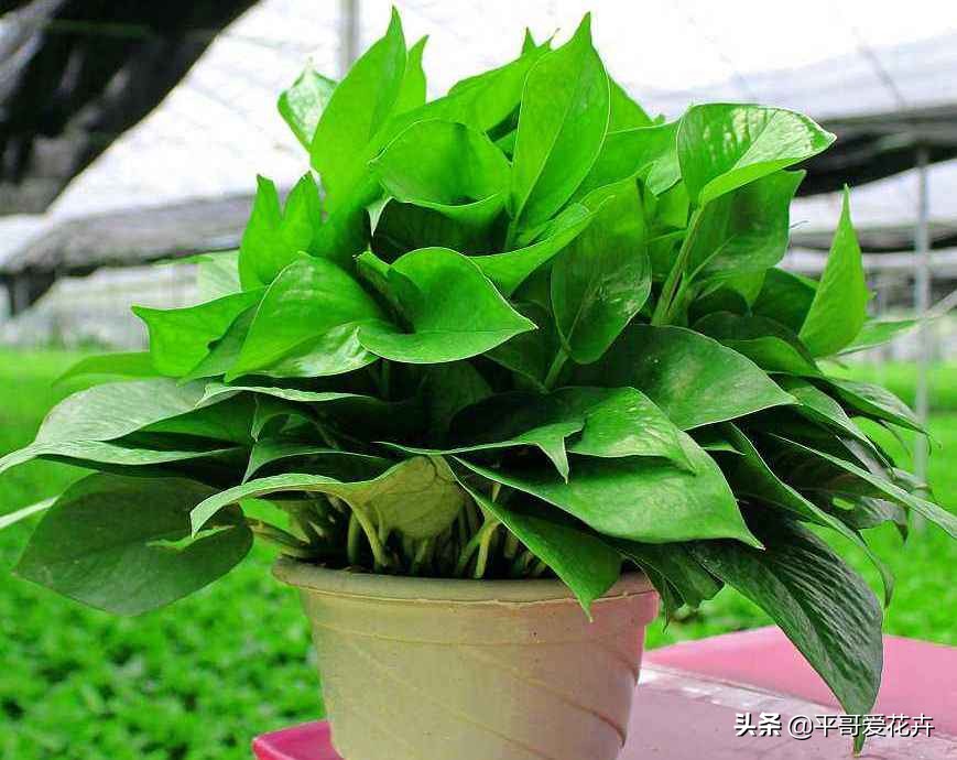 绿萝和绿萝养一起成活率是不是高,成活率高达90%的绿萝扦插方法