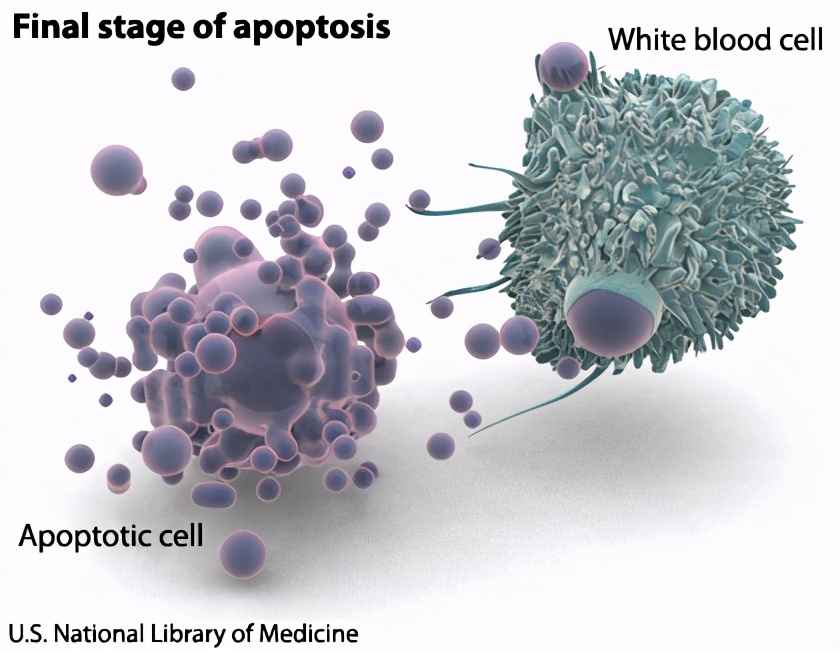 酒精主要影响大脑的哪个部分,酒精对大脑造成的第一个反应
