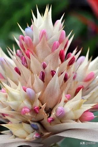 十种稀有长寿花,80个长寿花品种全都美极了