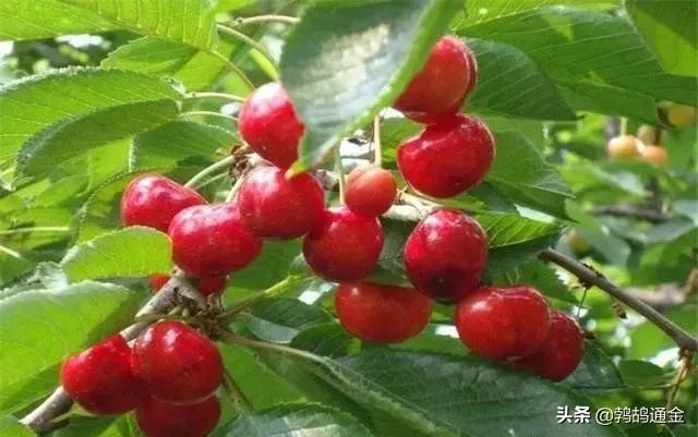 大棚樱桃栽培技术与管理方法,大棚樱桃种植管理技术详解