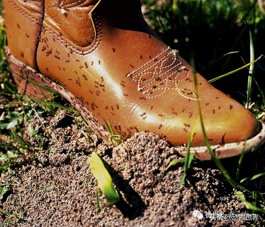 消灭入侵红火蚁,红火蚁入侵完整版