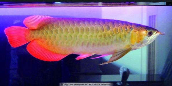 金龙鱼养殖技术和注意事项,新手养金龙鱼要注意什么