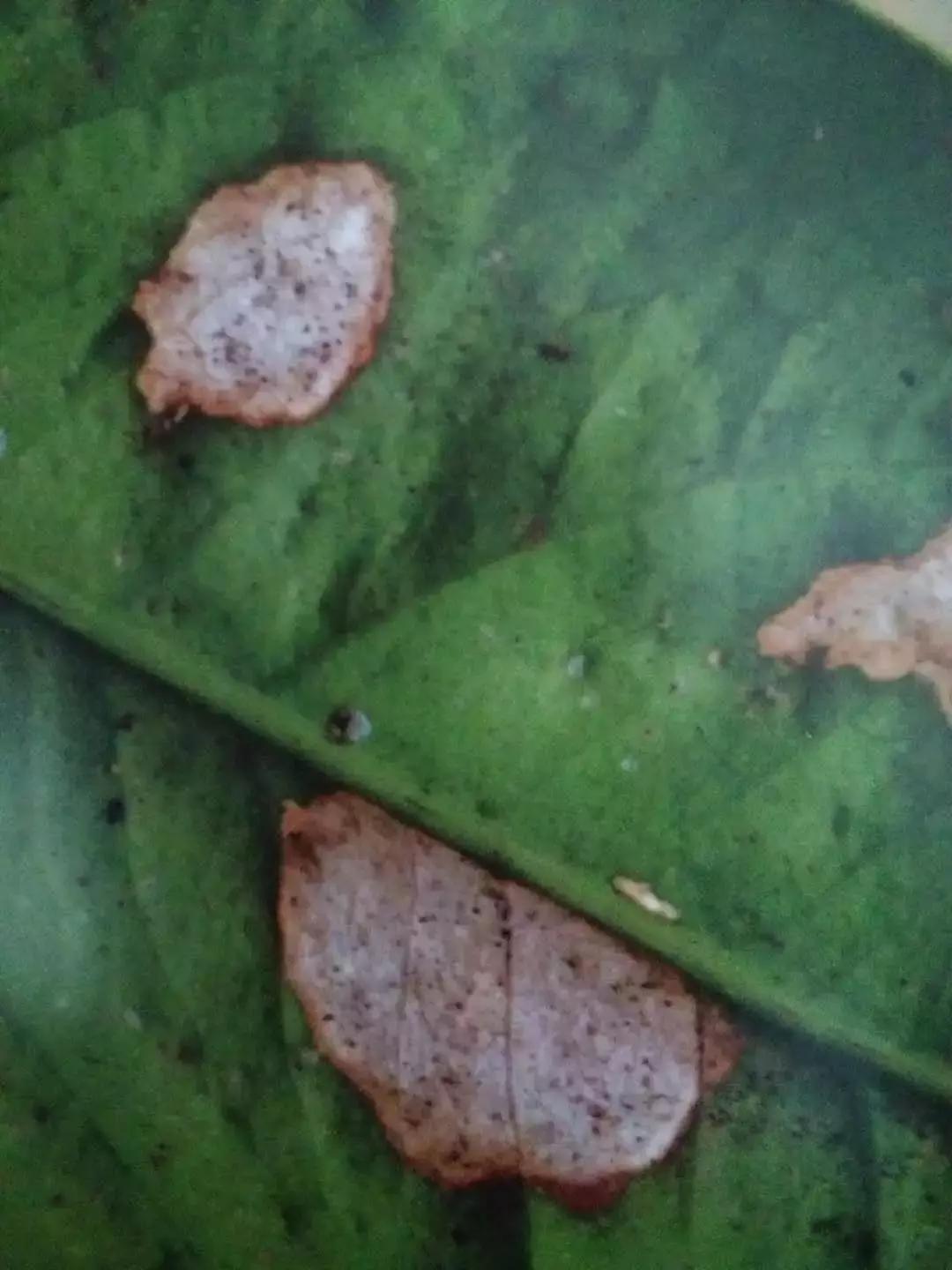 柑橘落果病害图谱大全,柑橘树的果树病害图谱