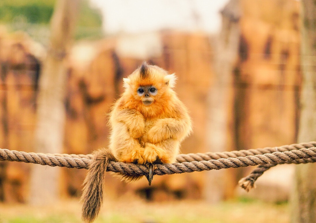 金丝猴也心机，为上位上演宫斗戏，多数小猴非公猴亲生