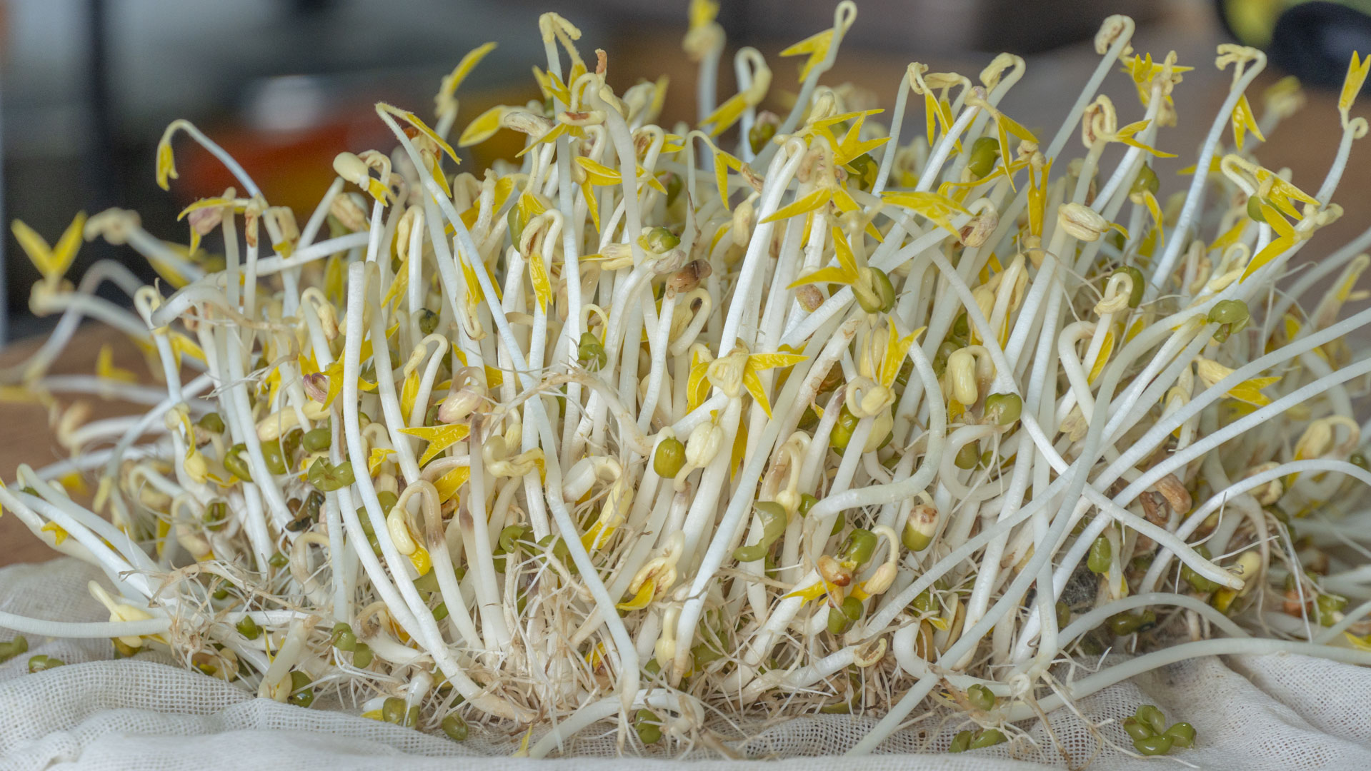 在家怎么发豆芽简单又好吃,自己在家怎么发豆芽最简单