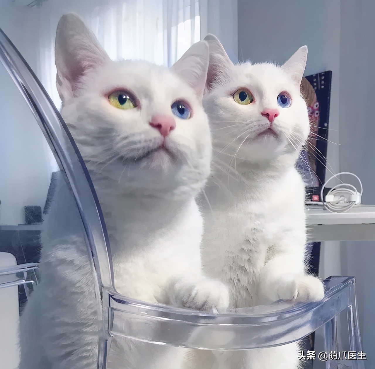 猫咪长大后还认得出兄弟姐妹吗,猫咪长大还记得自己的同胞兄弟吗