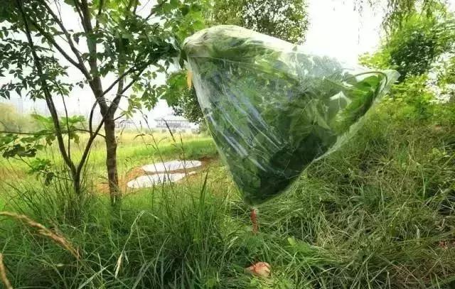 野外生存小技巧怎么过滤水,野外生存取水的正确方法